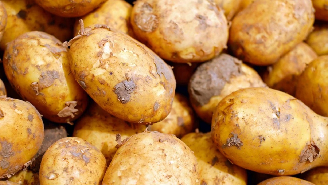 Садоводы Челябинска увеличат посадки картофеля в своих огородах