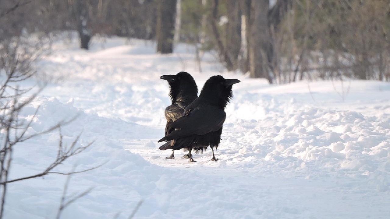 Жителей Челябинска растрогала прогулка влюбленных воронов
