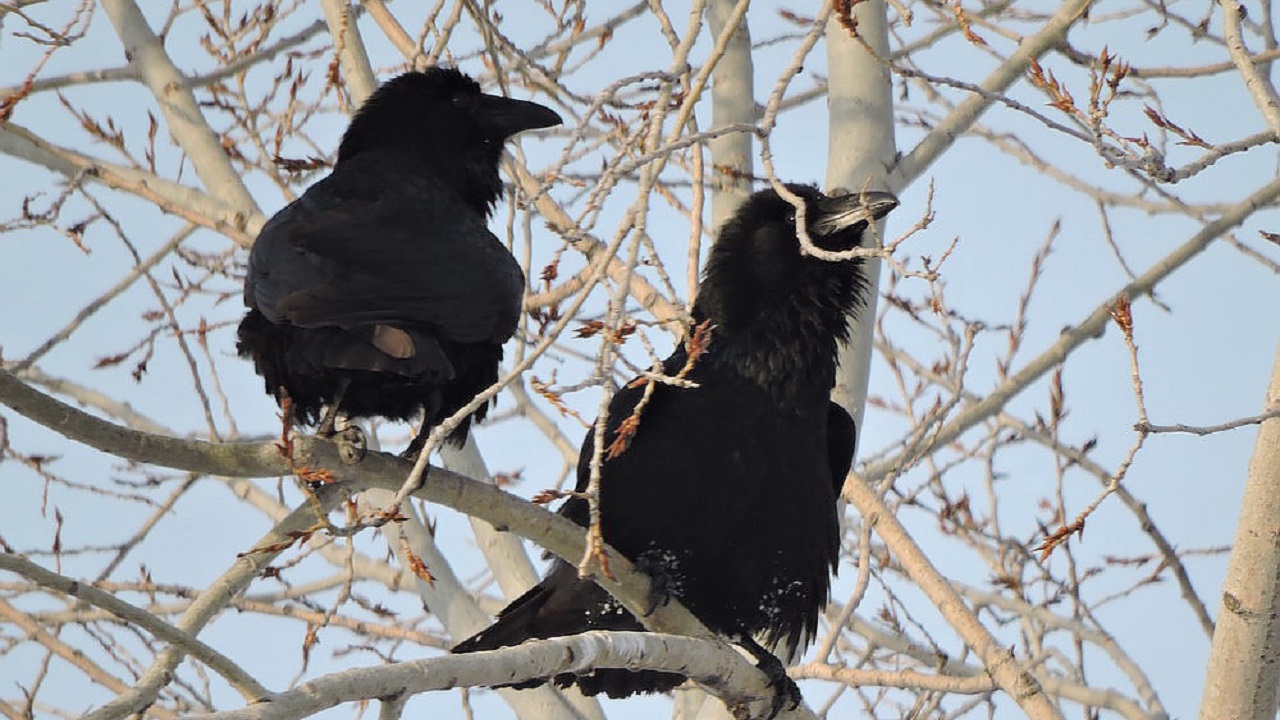 Жителей Челябинска растрогала прогулка влюбленных воронов