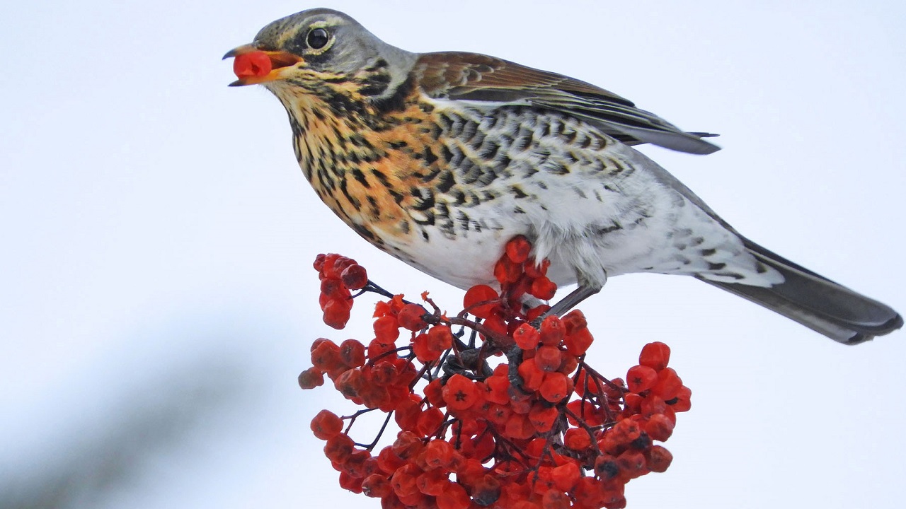 Грациозных птиц-сладкоежек сфотографировали в Челябинской области