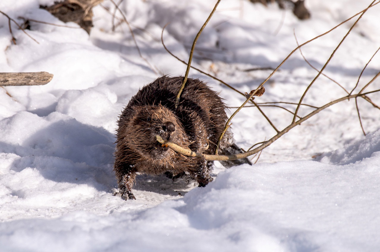 История про бобра-лодыря: фотограф показал, как животные встречают весну на Южном Урале