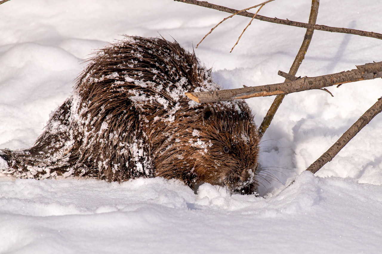 История про бобра-лодыря: фотограф показал, как животные встречают весну на Южном Урале