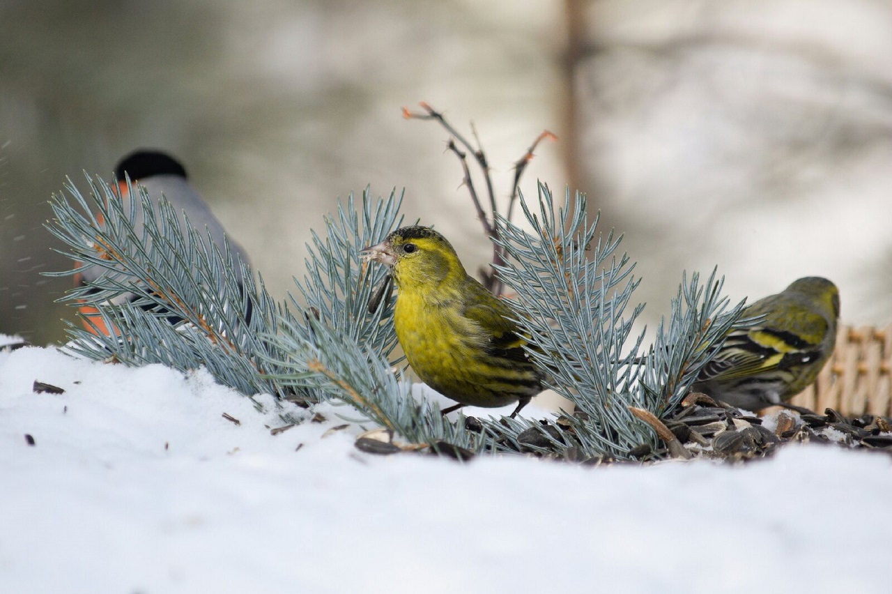 В Челябинске сняли доверчивых птиц, которые почти не перестают петь