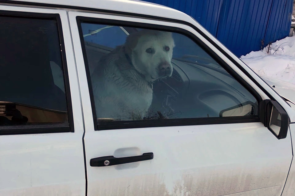 Вытаскивали тросом 3 часа: на Урале собака забралась в чужое авто и отказалась его покинуть