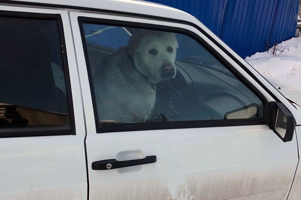 Вытаскивали тросом 3 часа: на Урале собака забралась в чужое авто и отказалась его покинуть Вытаскивали тросом 3 часа: на Урале собака забралась в чужое авто и отказалась его покинуть
