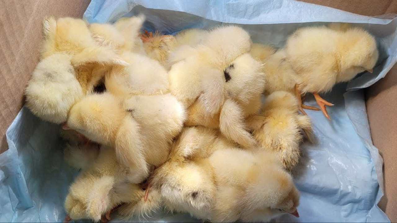 Жительница Челябинска нашла на улице мешки с крошечными цыплятами