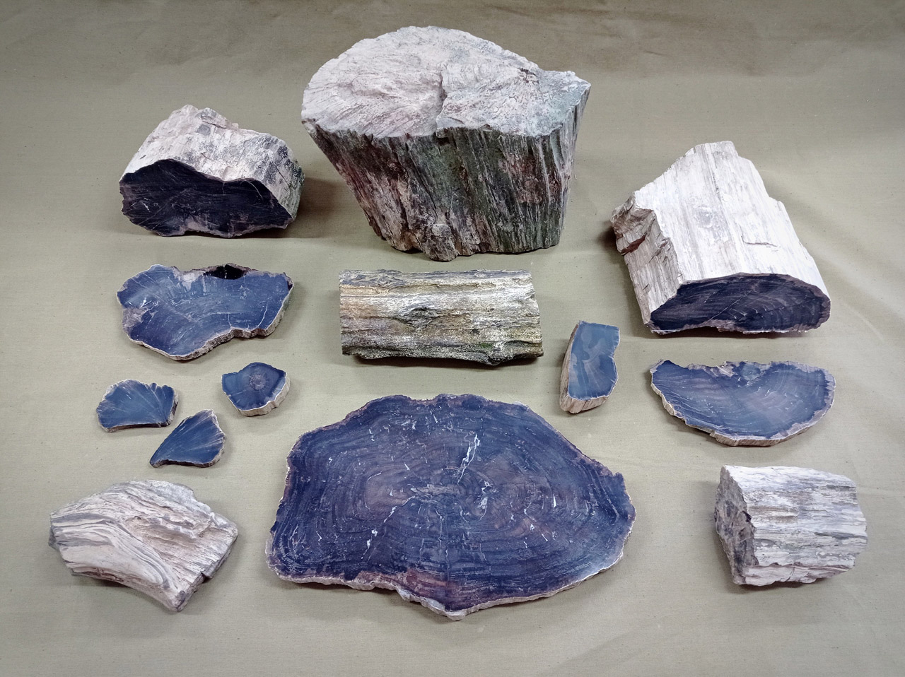 Им миллионы лет: фрагменты окаменелого дерева нашли на Южном Урале