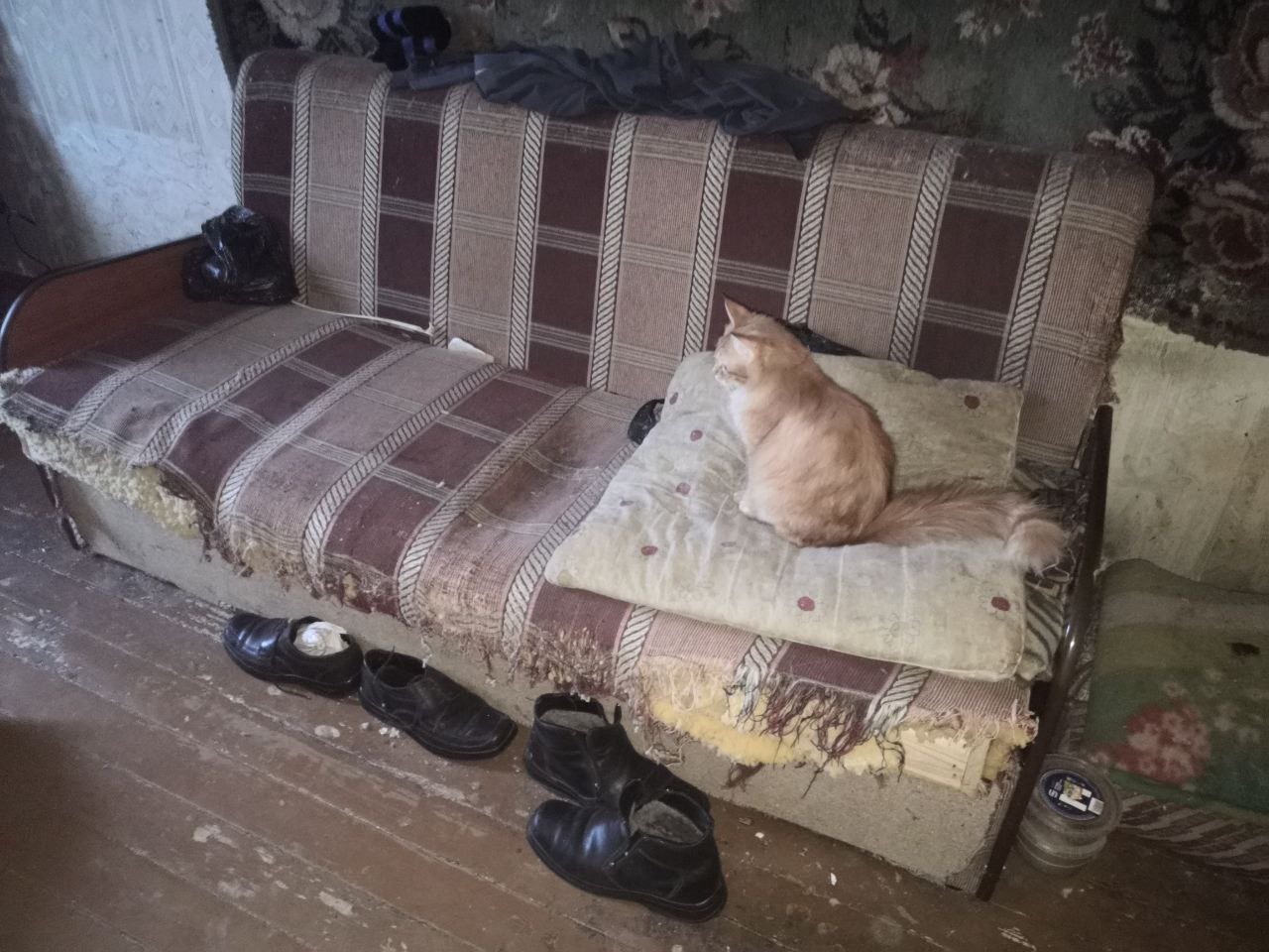Бытовой триллер: квартиру пенсионера, в которой жили 6 кошек, привели в порядок