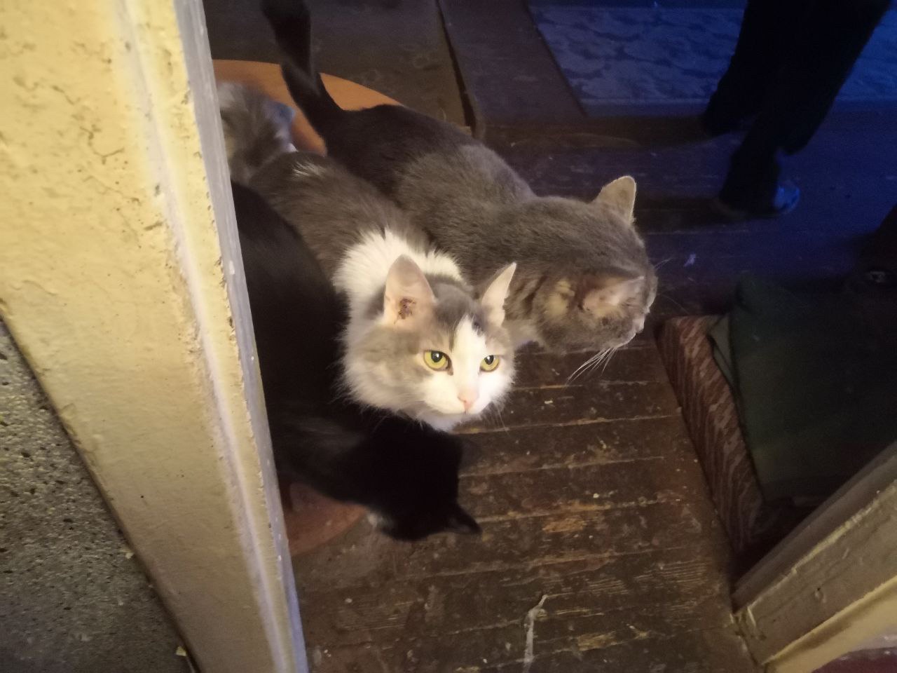 Бытовой триллер: квартиру пенсионера, в которой жили 6 кошек, привели в порядок