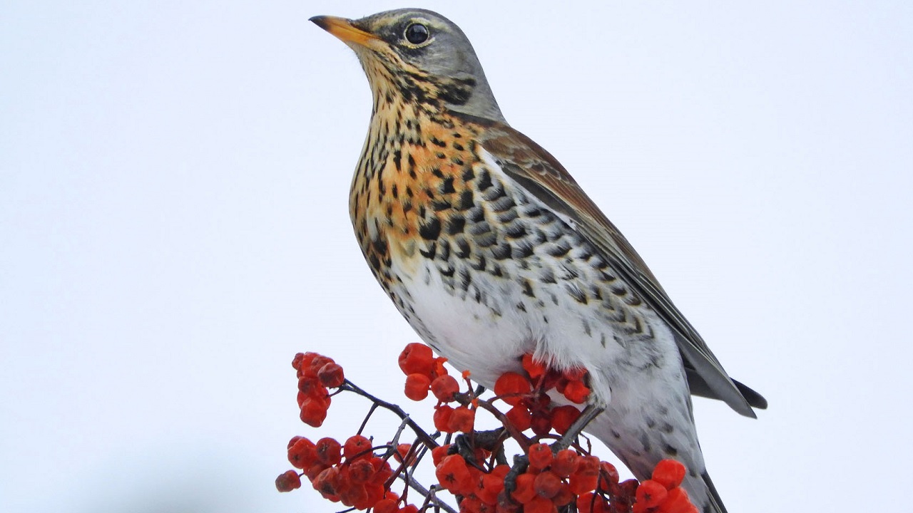 Грациозных птиц-сладкоежек сфотографировали в Челябинской области
