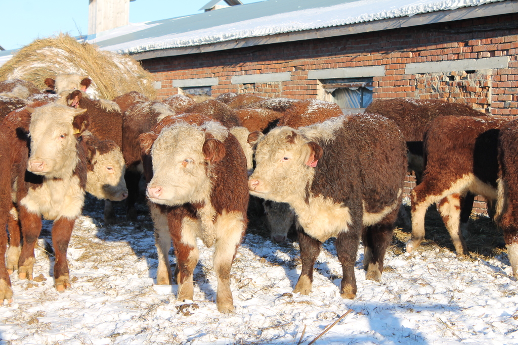 В Челябинской области готовы увеличить стадо породистых коров 