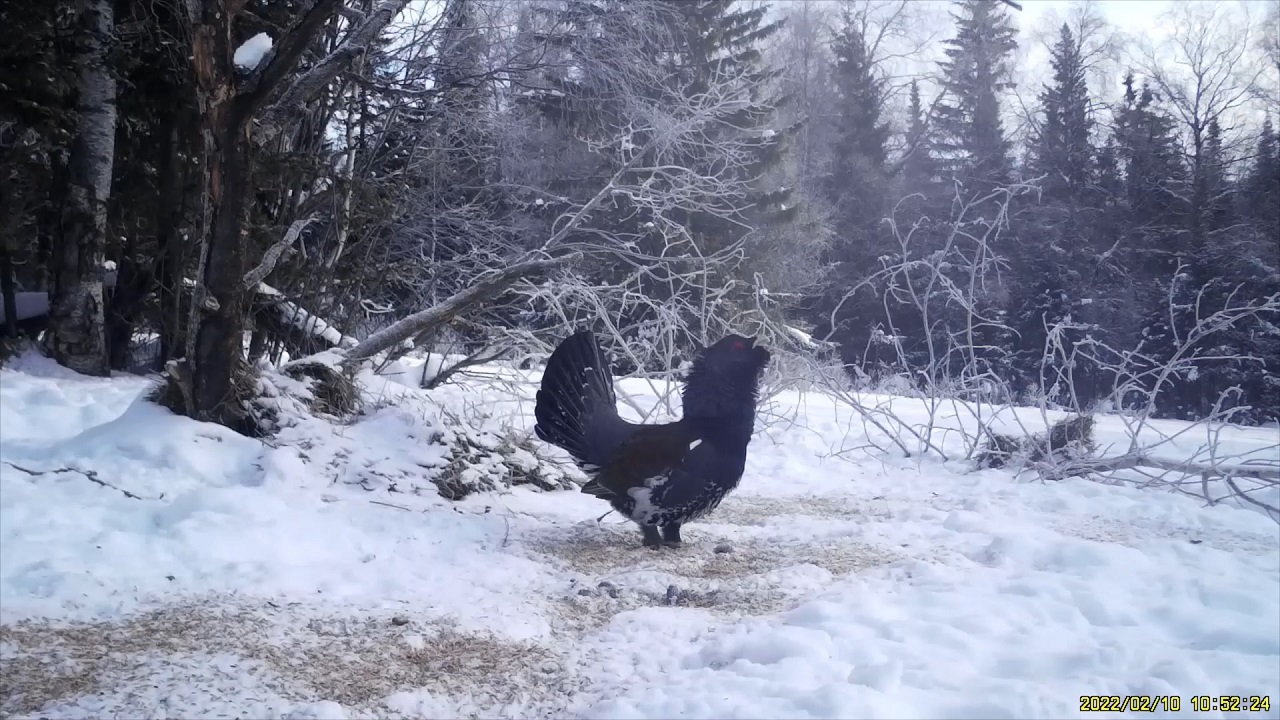 В Челябинской области глухарь научился позировать для селфи ВИДЕО