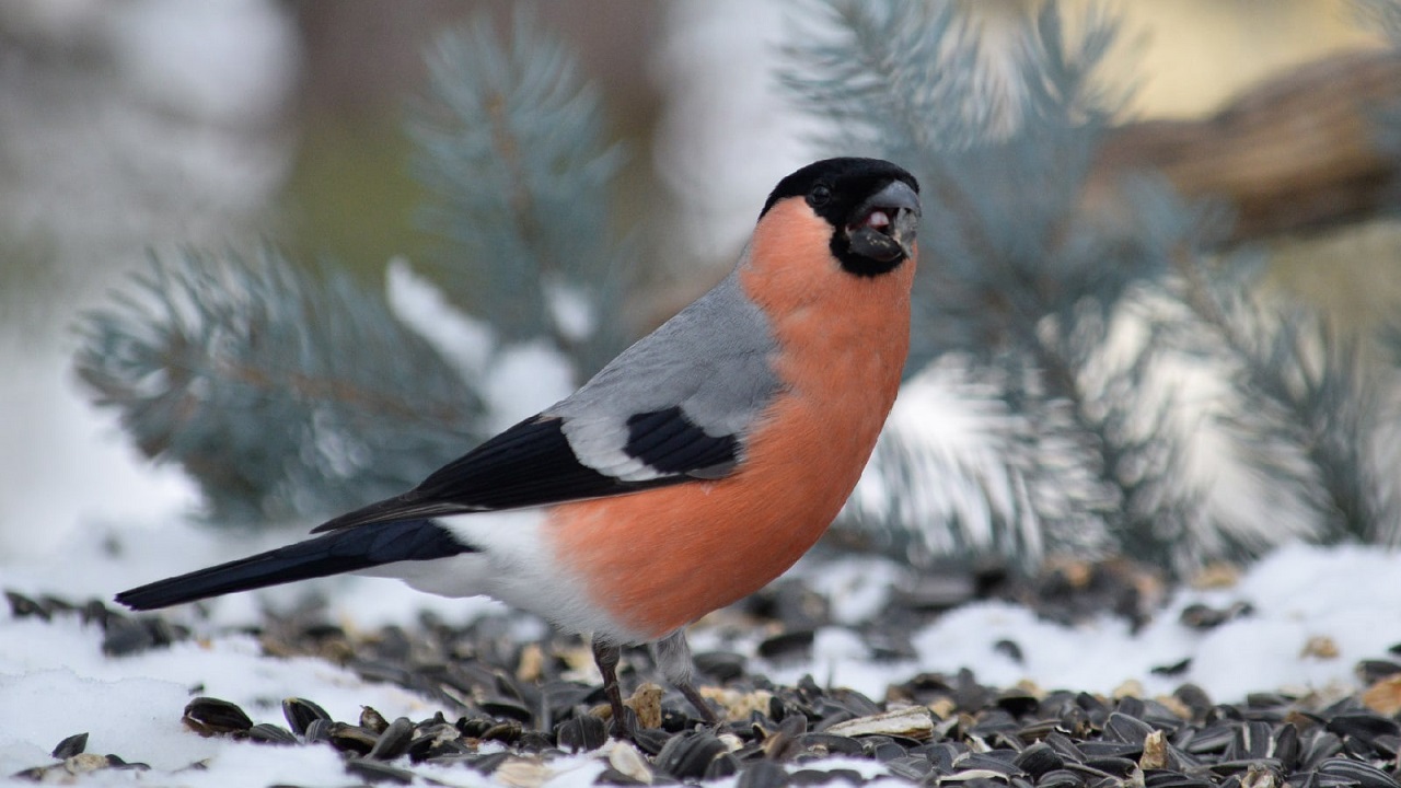 Вестники морозов: стаю ярких птиц заметили в Челябинске