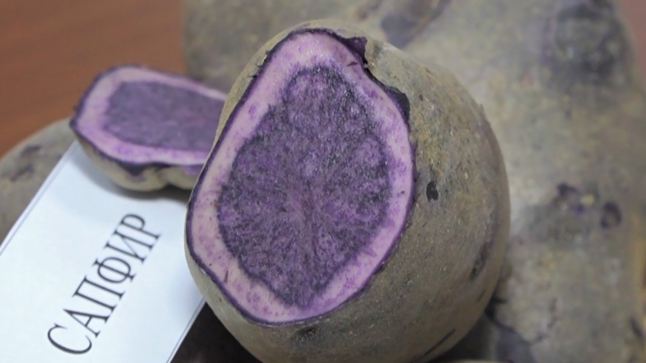 Фиолетовые клубни: новые сорта картофеля представили в Челябинской области
