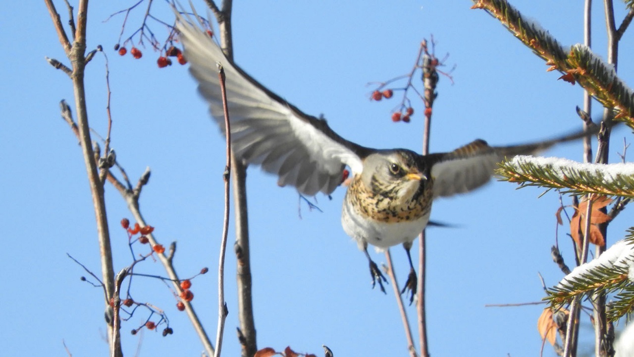 Грациозных птиц-сладкоежек сфотографировали в Челябинской области