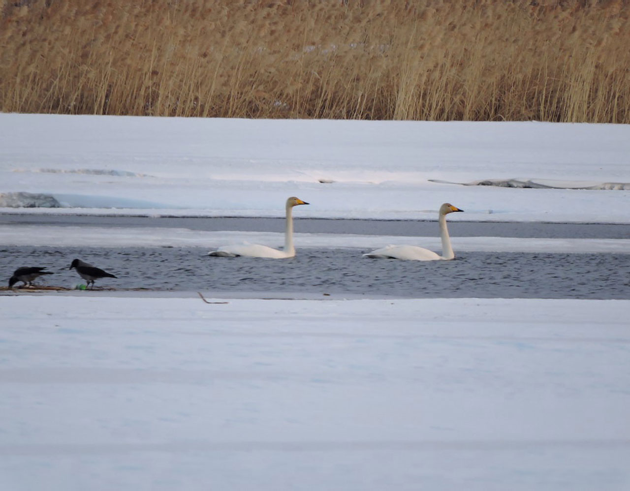 Весна пришла: на реке Миасс в Челябинске заметили лебедей