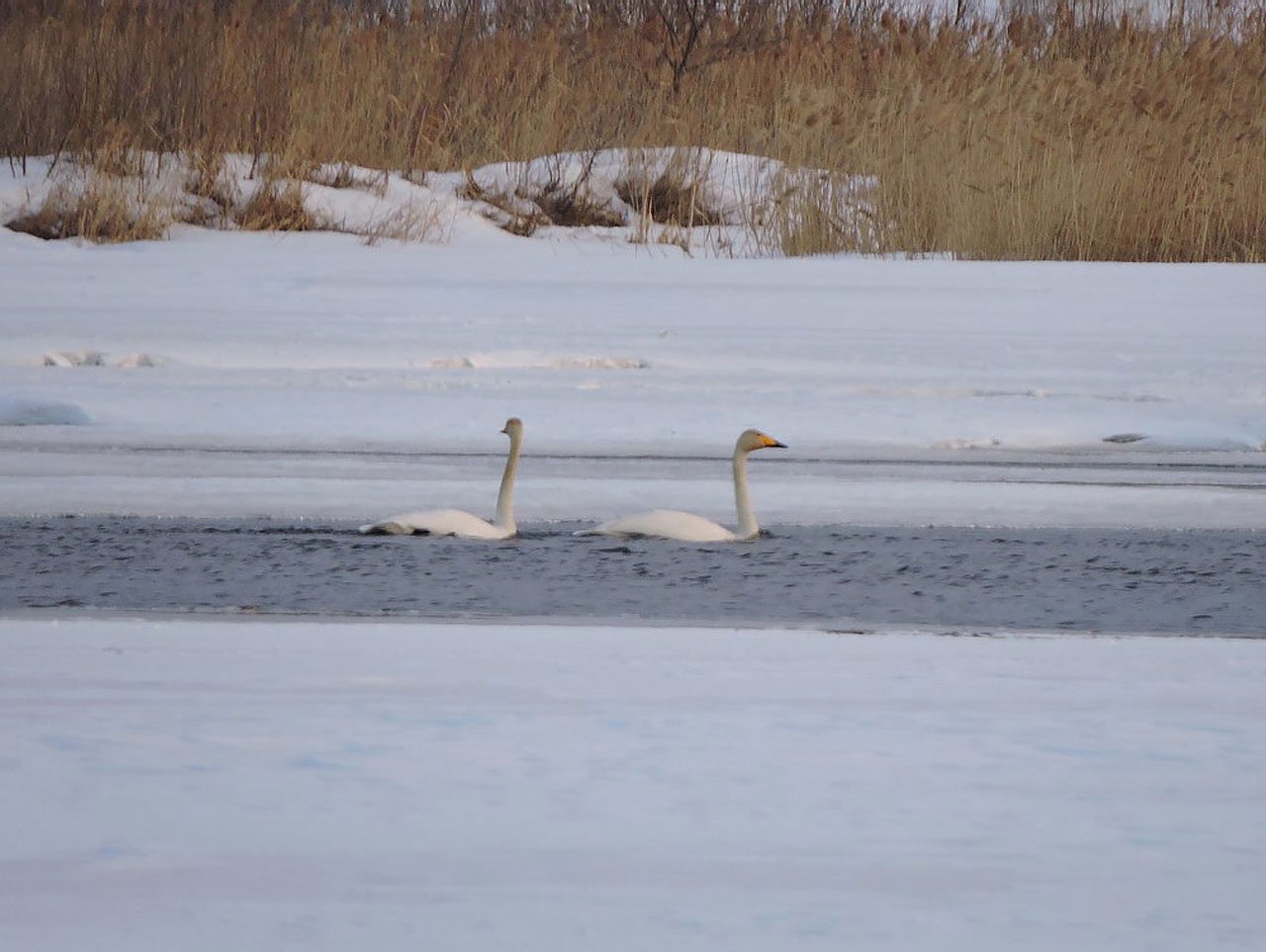 Весна пришла: на реке Миасс в Челябинске заметили лебедей