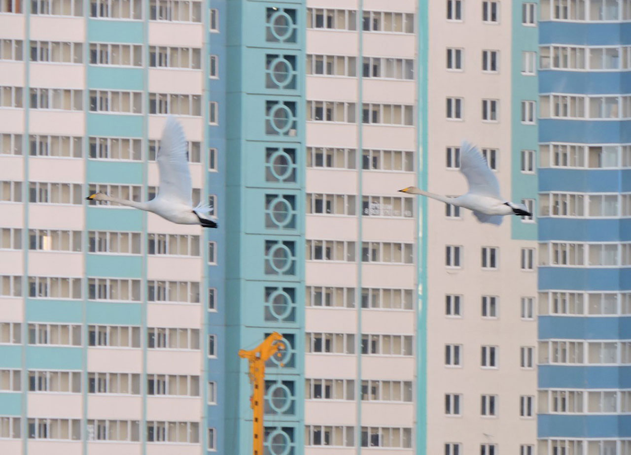 Весна пришла: на реке Миасс в Челябинске заметили лебедей