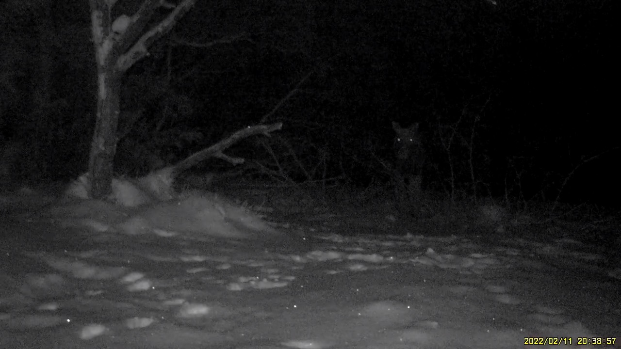 Ночной перекус лося сняли на видео в лесу Челябинской области