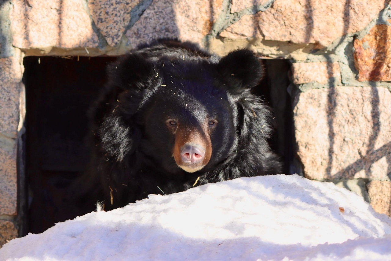 Весна близко: в челябинском зоопарке все медведи вышли из спячки