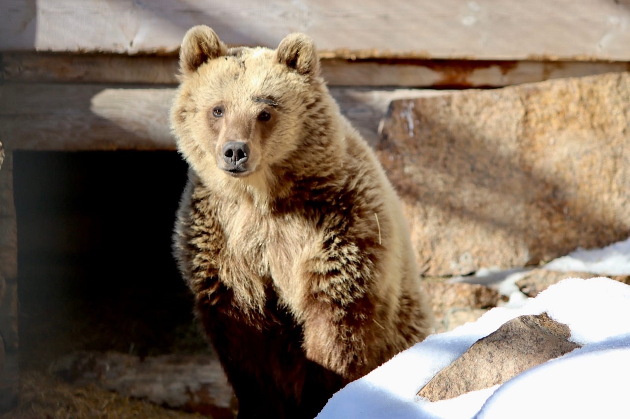 Весна близко: в челябинском зоопарке все медведи вышли из спячки