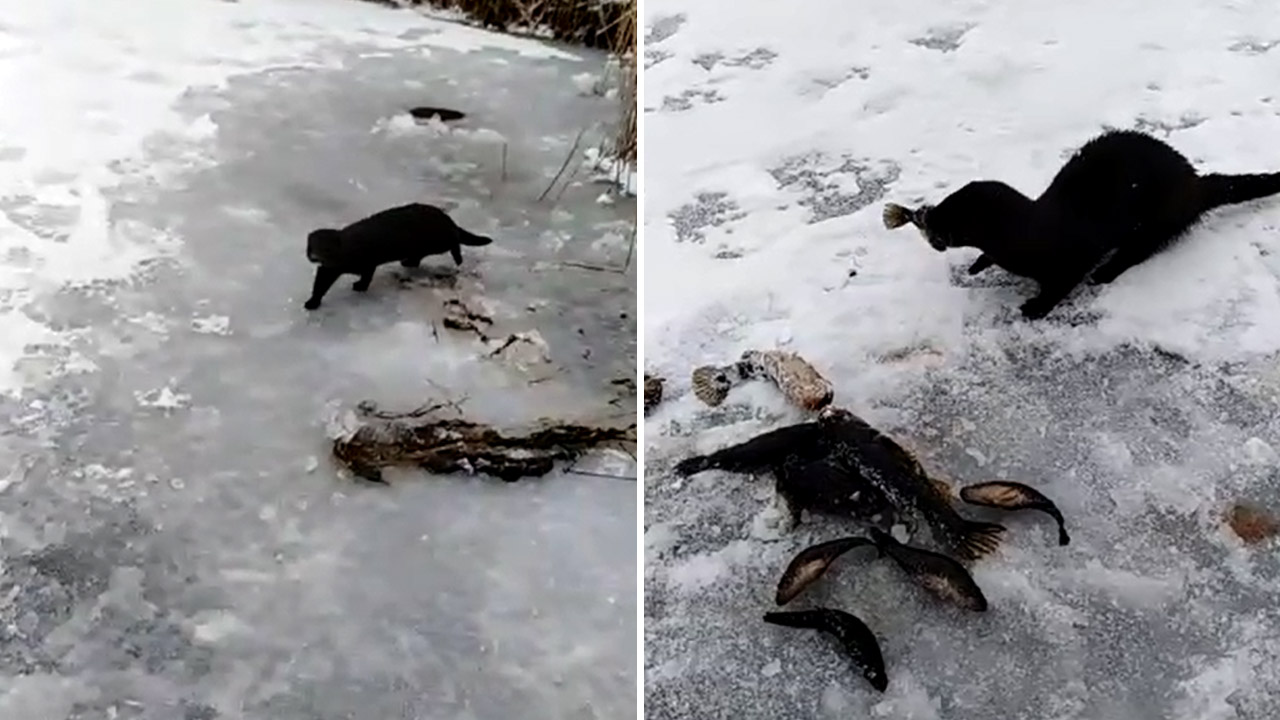 На Урале наглая норка украла у рыбака улов и попала на видео