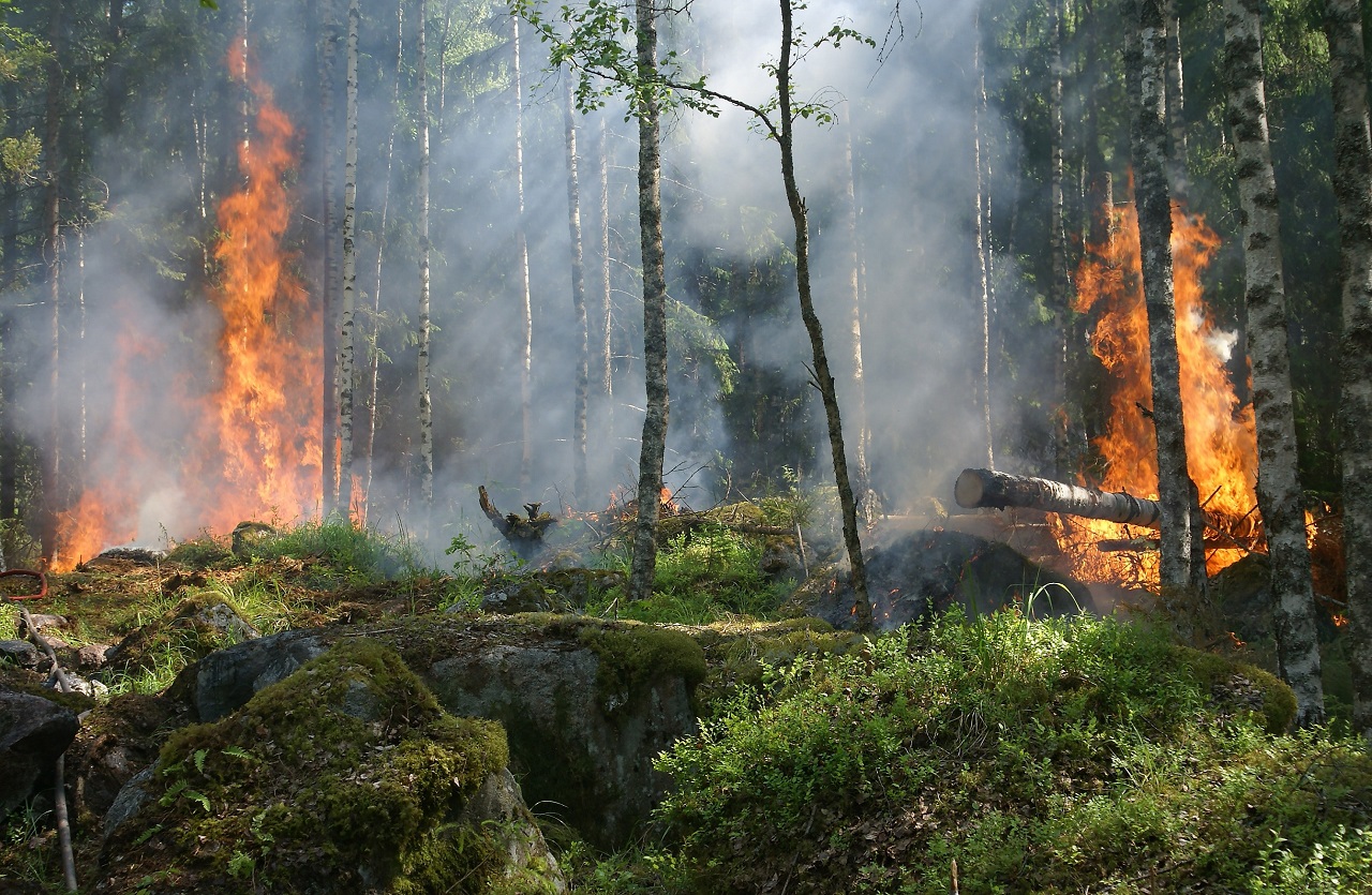 Челябинская область готовится к лесным пожарам