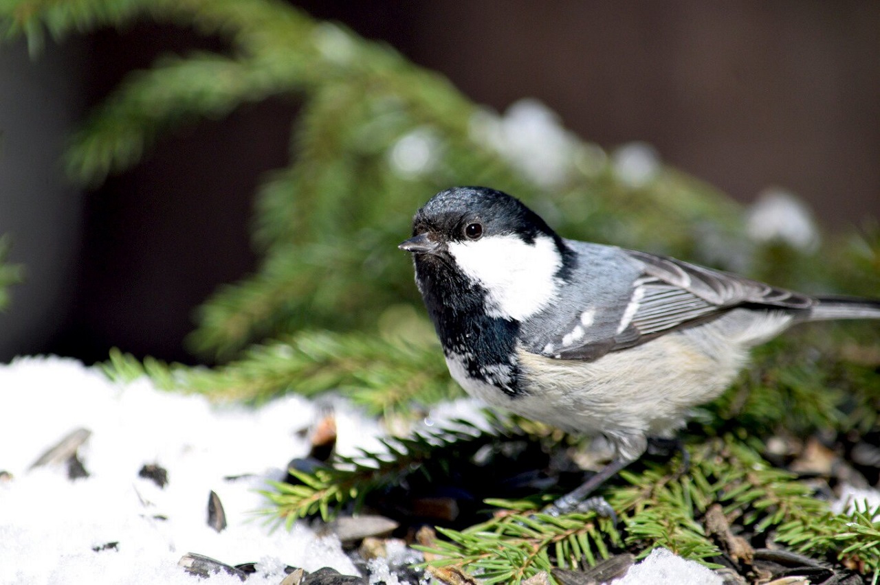 Песни птичек-малышек растрогали жителей Челябинской области