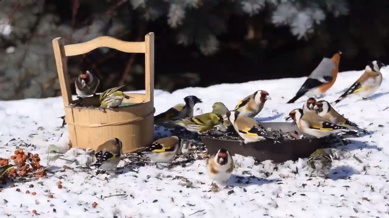 В Челябинске сняли на видео плотный перекус и весенние песни птиц