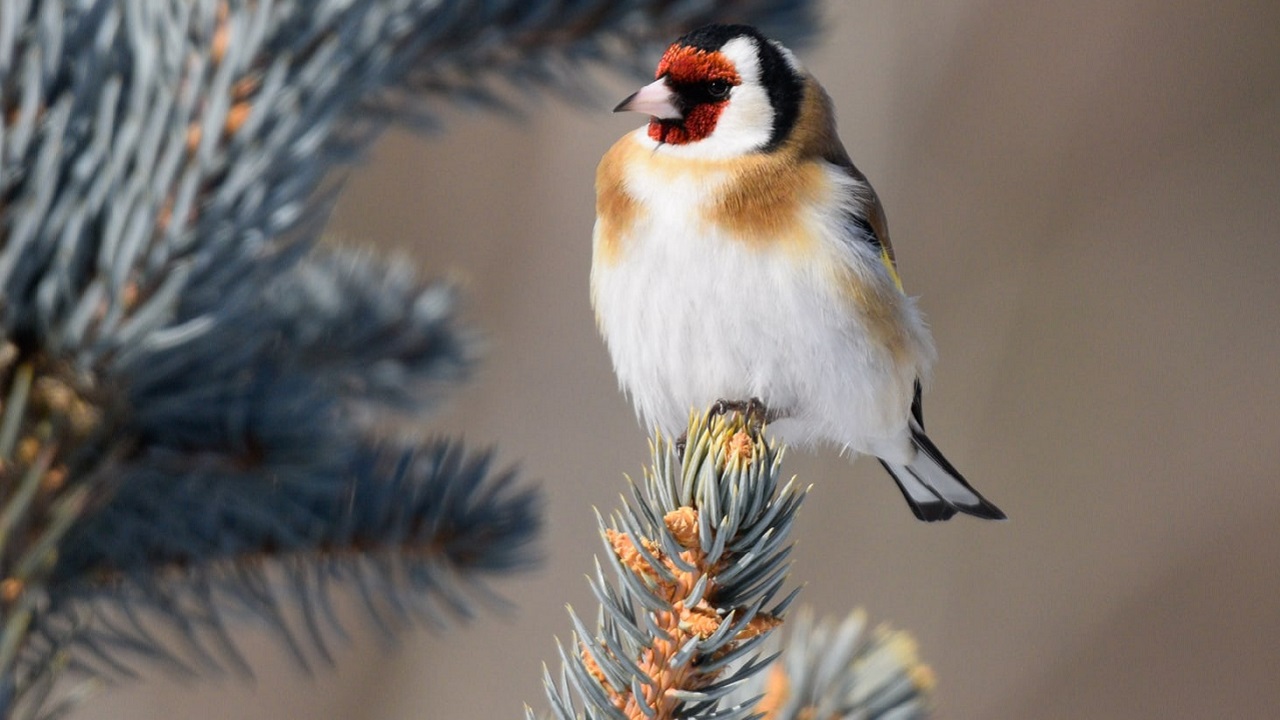 Яркая парочка: в Челябинске сделали красивые фотографии весенних птиц