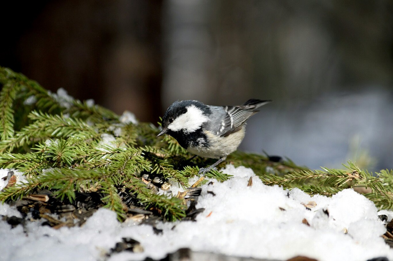 Песни птичек-малышек растрогали жителей Челябинской области