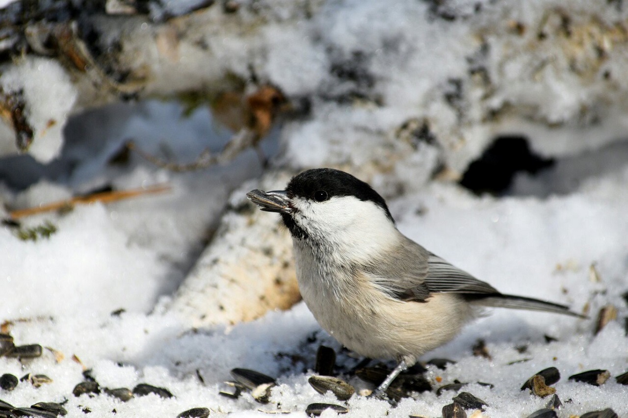 Песни птичек-малышек растрогали жителей Челябинской области