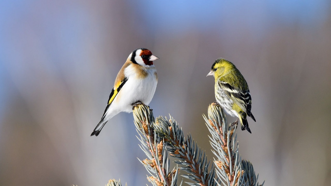 Яркая парочка: в Челябинске сделали красивые фотографии весенних птиц