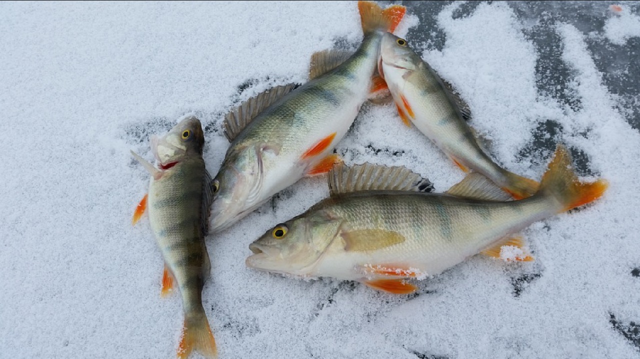 Выходить на лёд опасно: рыбаки в Челябинской области закрыли зимний сезон