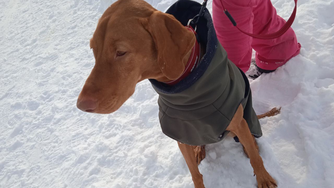 Тренируют выносливость: в Челябинске проводят специальные курсы для собак