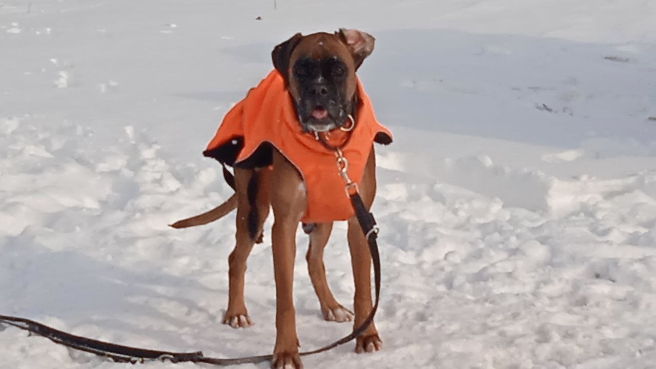 Тренируют выносливость: в Челябинске проводят специальные курсы для собак