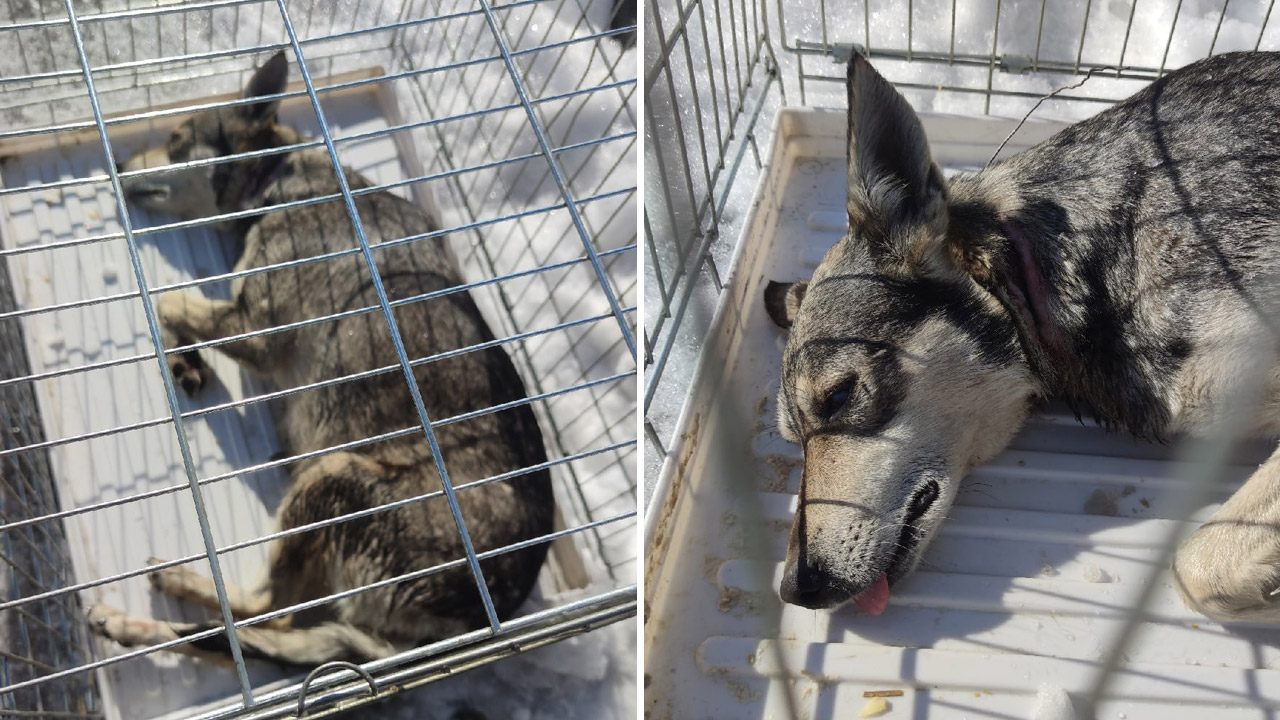 Вросла в кожу: в Челябинске собака 2 недели проходила с проволокой на шее