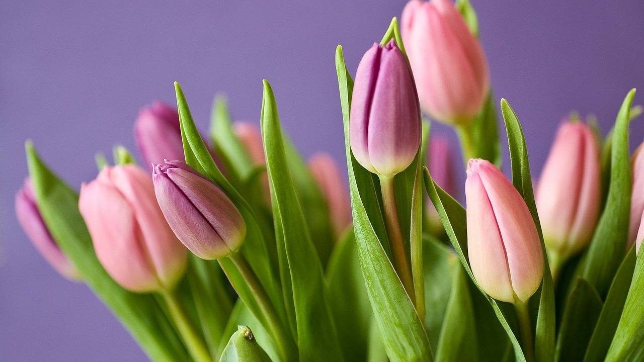 Перед 8 марта спрос на флористов вырос в Челябинской области на 60 процентов