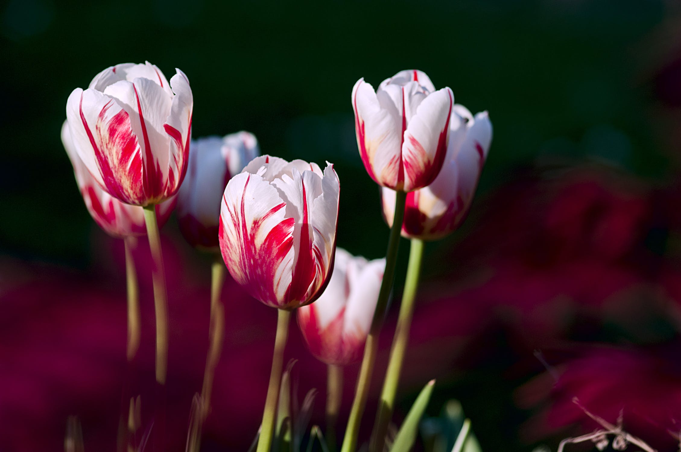 Полмиллиона тюльпанов вырастили в Челябинской области к 8 марта 