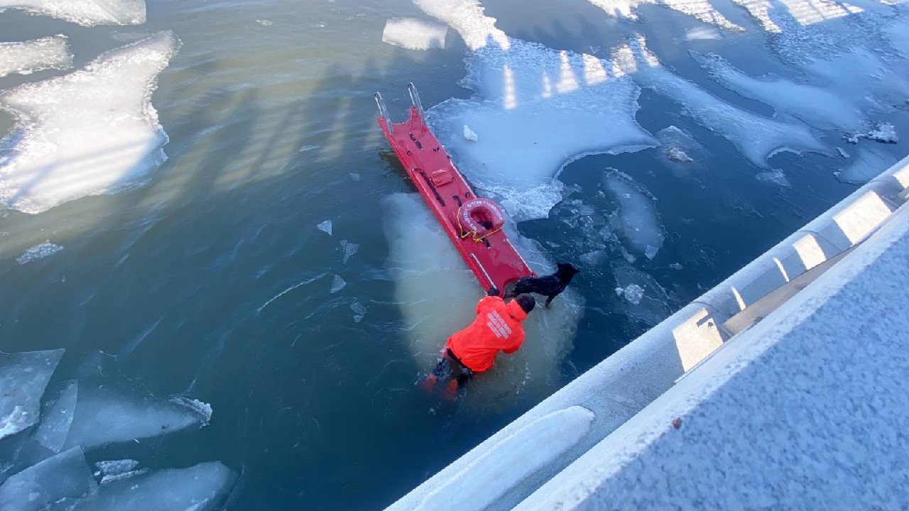 Упала в реку: как в центре Челябинска всем миром собаку спасали Упала в реку: как в центре Челябинска всем миром собаку спасали
