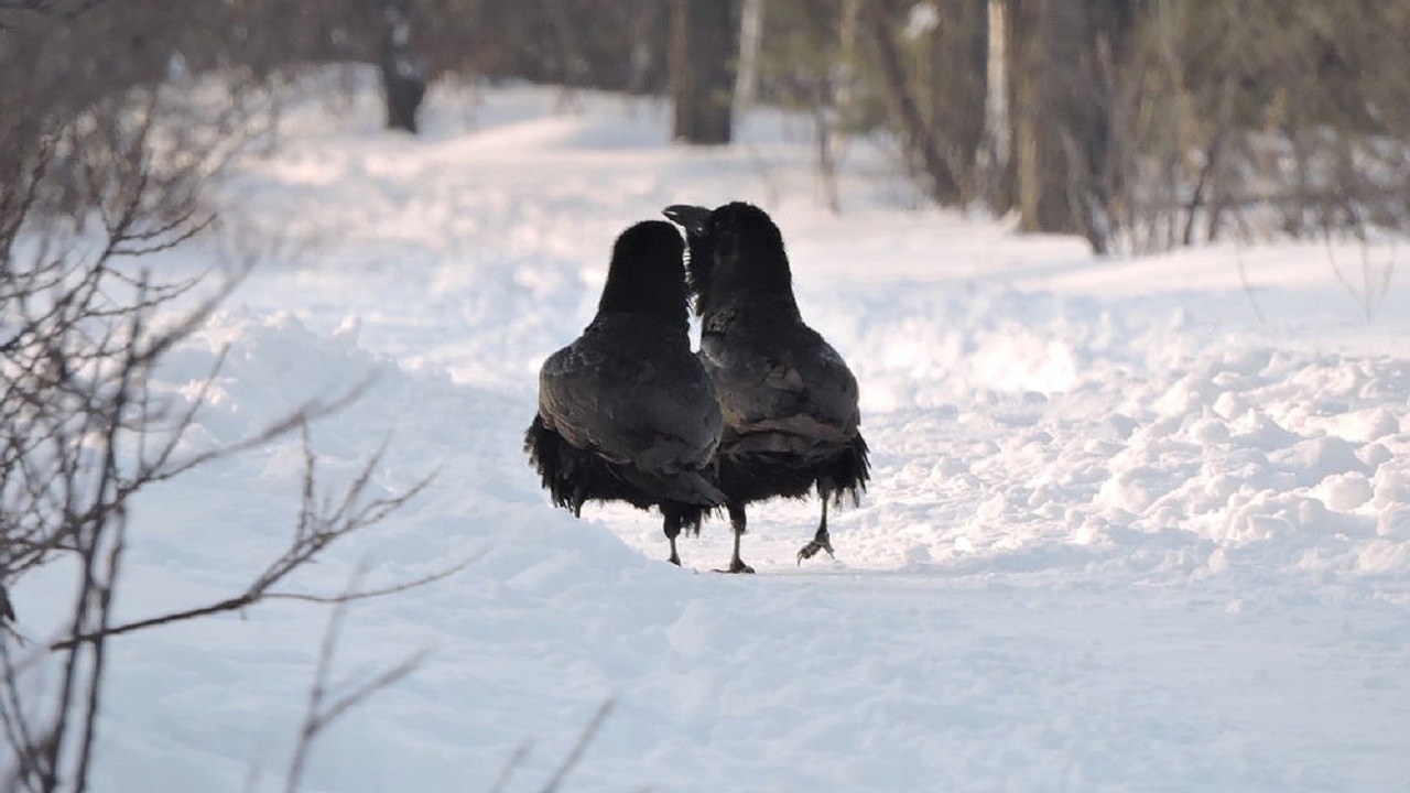Жителей Челябинска растрогала прогулка влюбленных воронов