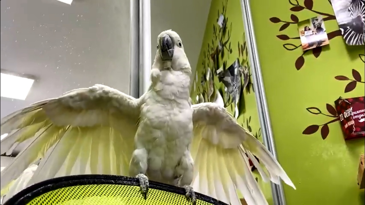 В зоопарке Челябинска показали, как купается попугай Жорж