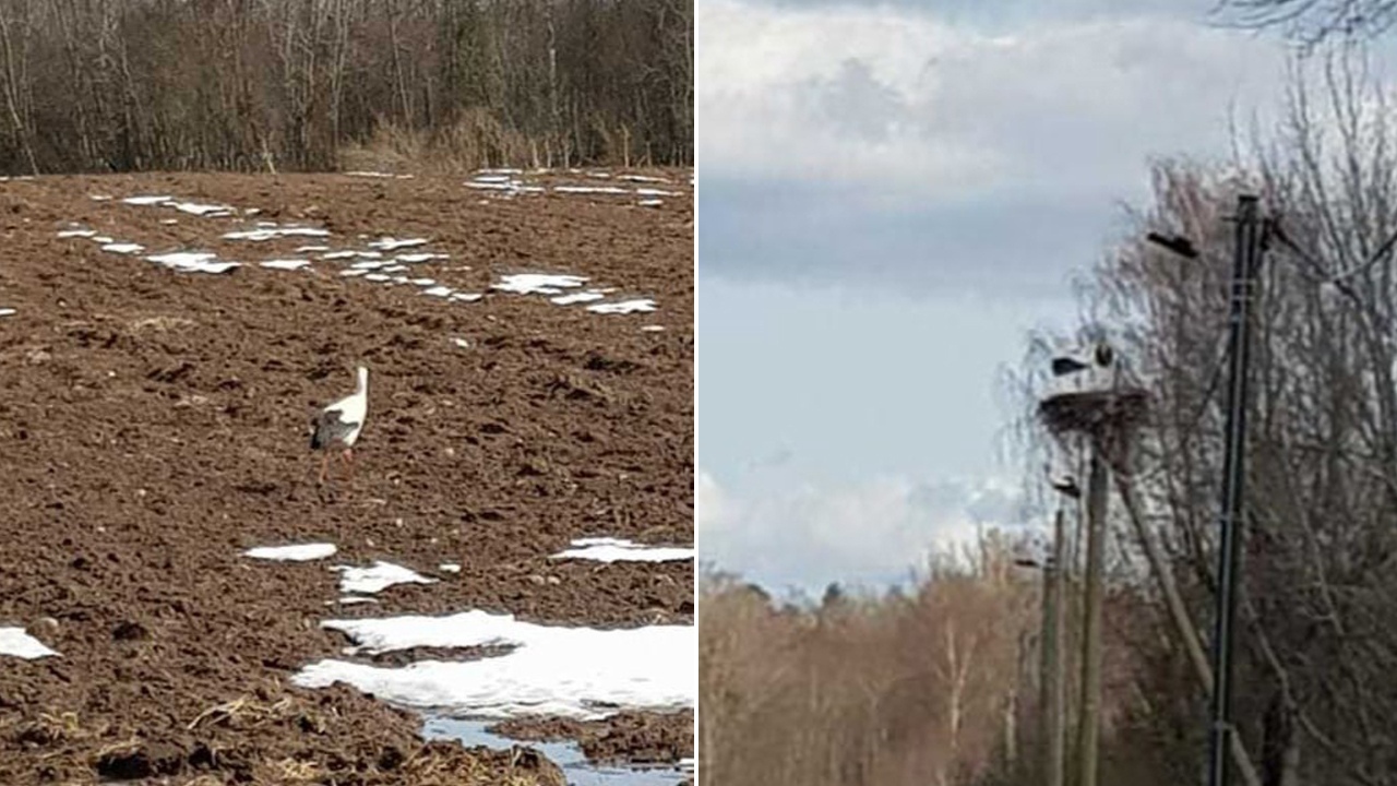 Белый аист свил гнездо на линии электропередач в Челябинской области