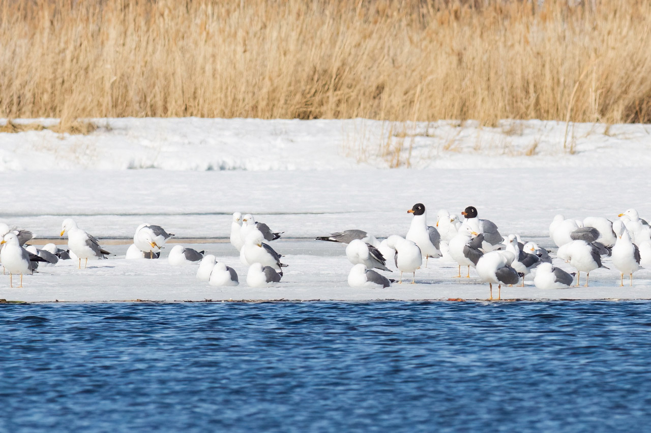 Огромных краснокнижных чаек с черными головами сняли в Челябинске
