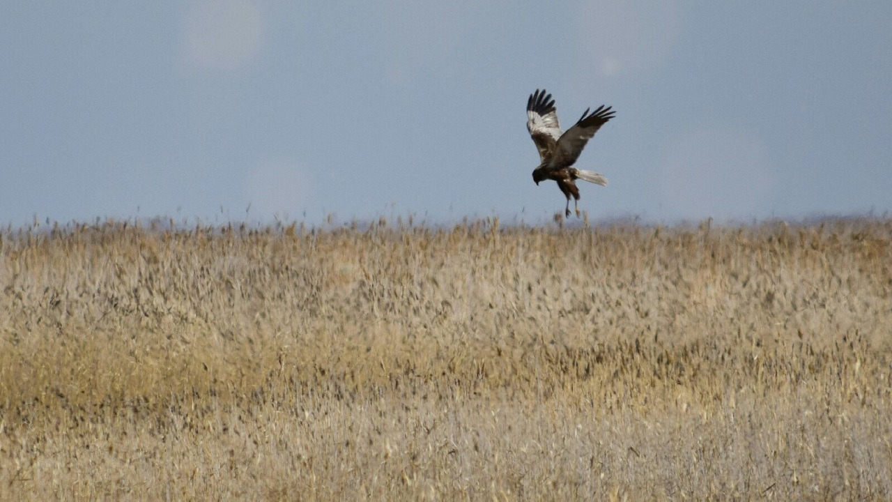 В Челябинской области сняли огромную хищную птицу, которая живет на болотах