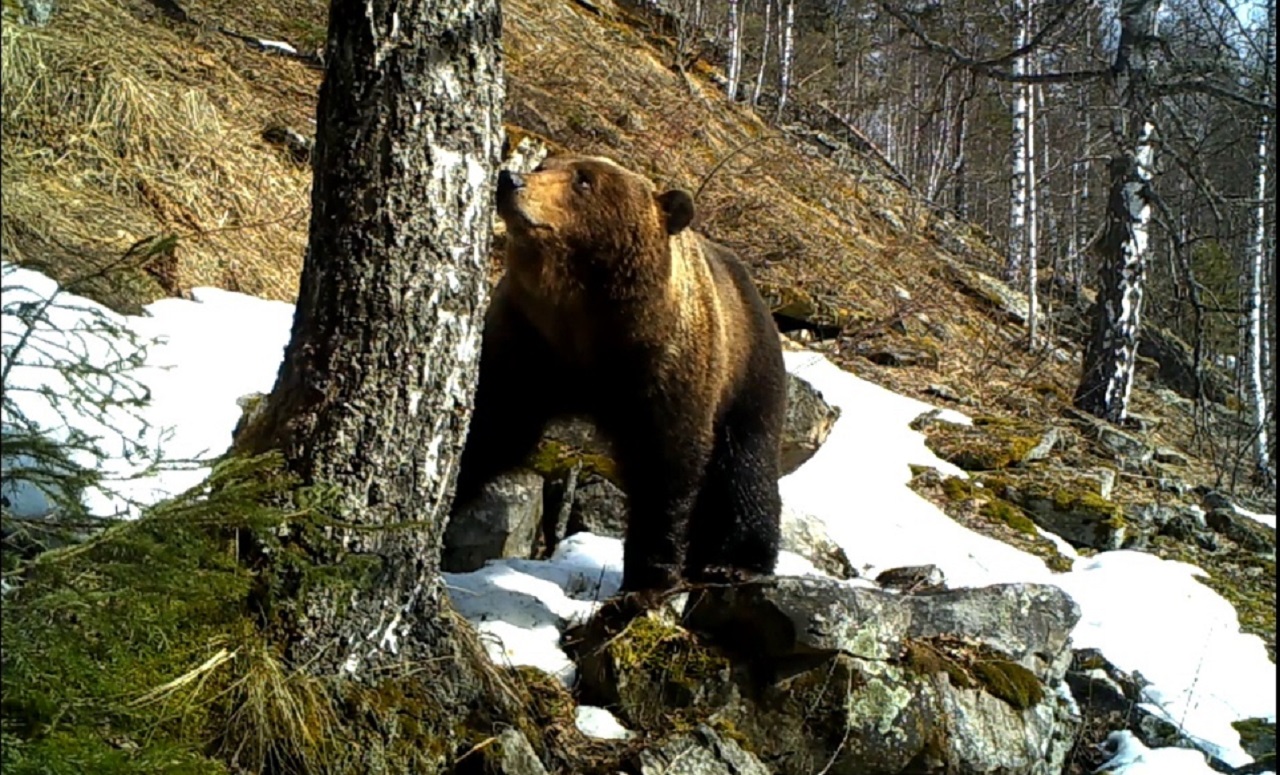 Голодные медведи бродят в лесах Челябинской области в поисках пищи