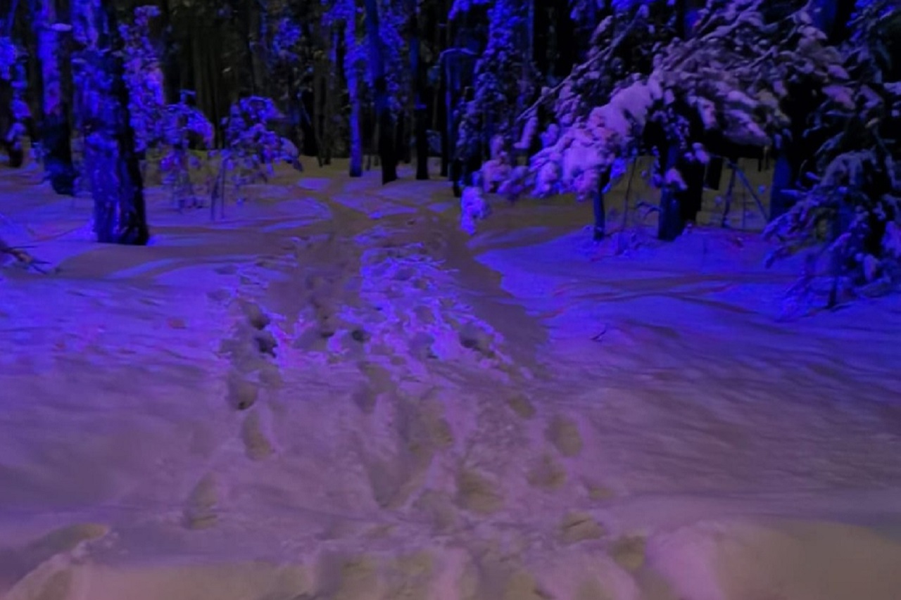 Замерзал в снегу: заблудившегося в лесу инвалида спасли в Челябинской области