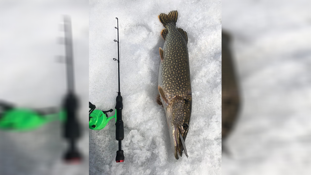 Огромную щуку поймали в Челябинской области