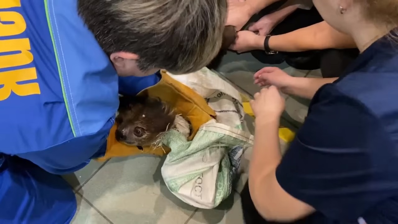 Мальчик или девочка: как ленивец из челябинского зоопарка удивил сотрудников Мальчик или девочка: как ленивец из челябинского зоопарка удивил сотрудников