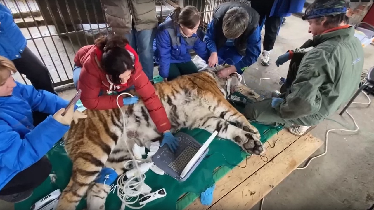 Амурская тигрица Лаффи из Челябинска проходит полное медицинское обследование 